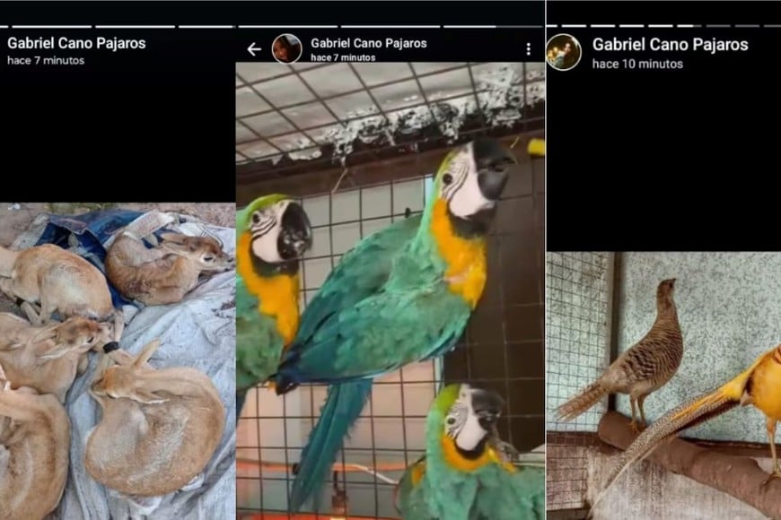 Publicaciones en redes