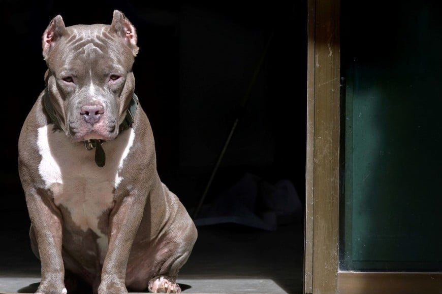 La pareja del herido había solicitado ayuda al no poder separar al perro