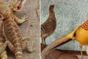 Se secuestraron 220 ejemplares