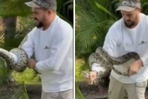 Atraparon una pitón birmana de 2 metros oculta en una palmera en Miami- Dade.