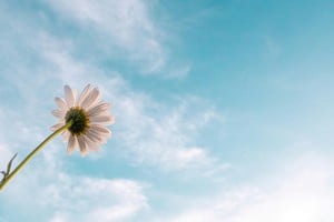 Deshojar la margarita como un modo de nombrar un síntoma en el campo amoroso.