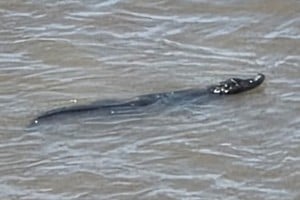El yacaré se dejó ver en la zona del puerto. Mirá el video. Gentileza.