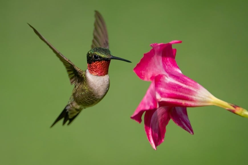 Observación de colibríes como parte de la vida en el jardín.
