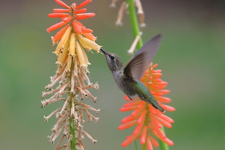 Jardines que se convierten en refugio para aves coloridas.