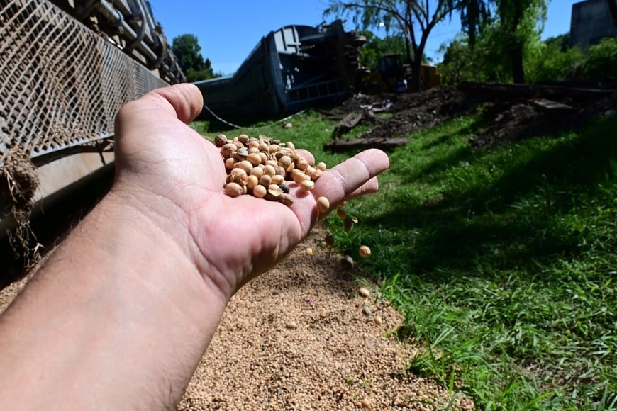 Cargamento. Las semillas están por todas partes y siguen cayendo de los vagones tumbados. Flavio Raina.