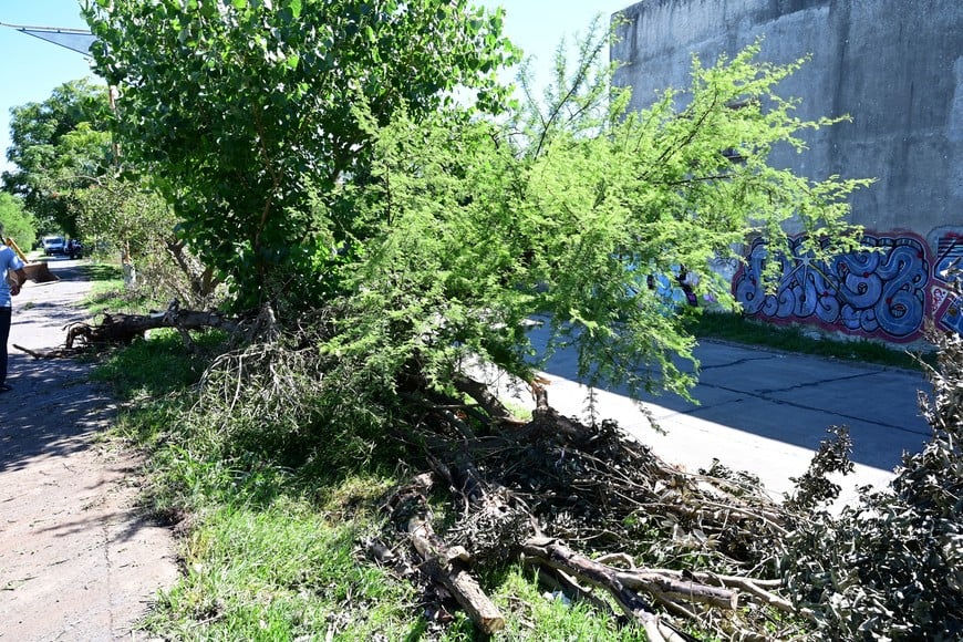 Algunos árboles linderos ya fueron extraídos. Flavio Raina.