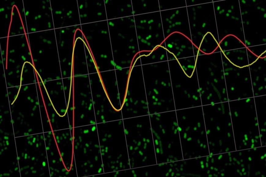 Imagen de microscopia de fluorescencia confocal. Ritmos circadianos de expresión. Fotos: gentileza investigadores