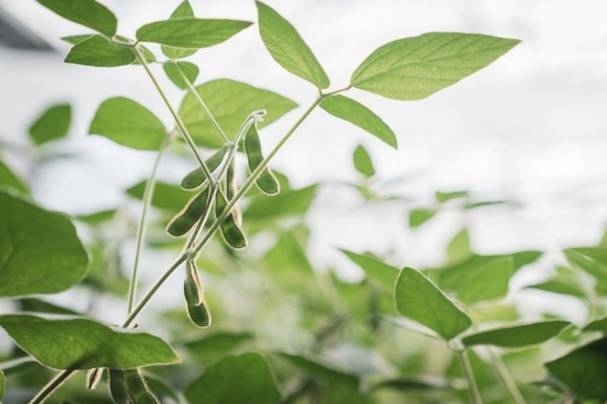 La estrategia se apoya en tecnologías de protección de cultivo y una correcta elección varietal según la zona para capturar el potencial ambiental.