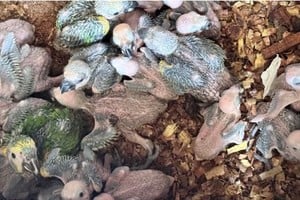 Las aves estaban ocultas entre la carga de un camión. Foto: Gentileza