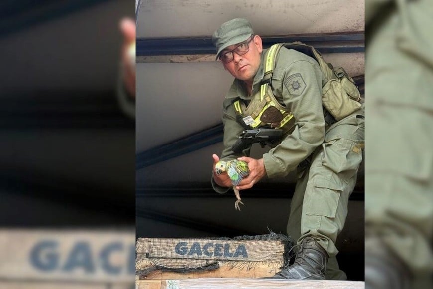 secuestro loros barranqueros