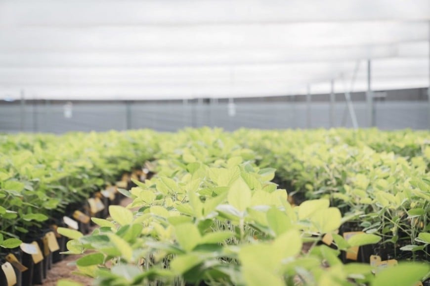 La estrategia se apoya en tecnologías de protección de cultivo y una correcta elección varietal según la zona para capturar el potencial ambiental.