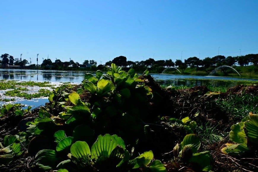 En primer plano, el Pistia stratiotes. Foto: Flavio Raina