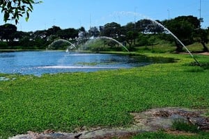 Repollitos a pleno en el lago. Foto: Flavio Raina