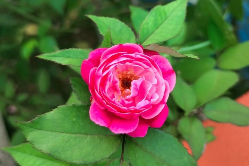 Rosa china con flores grandes y llamativas, ideal para climas templados y luminosos.