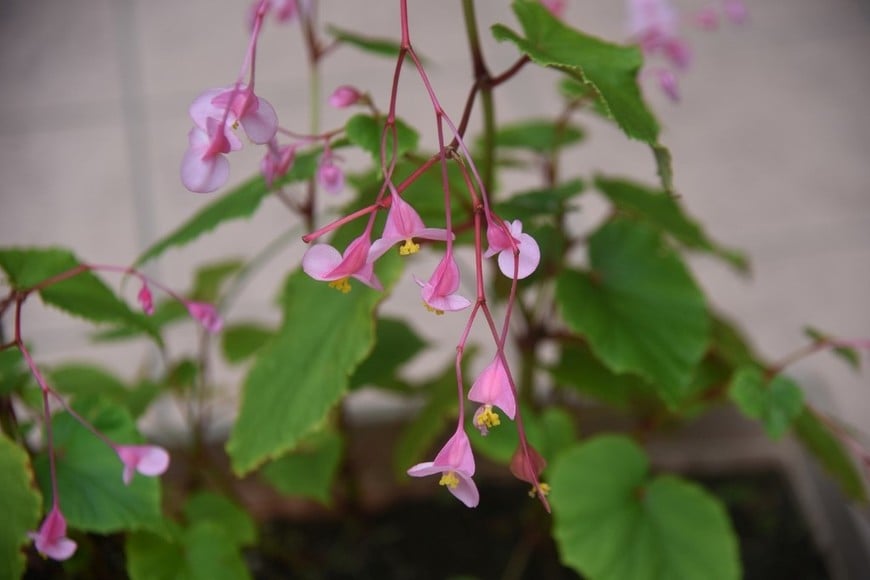 Begonias que iluminan espacios con sombra gracias a sus flores delicadas y persistentes.