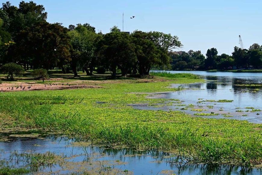La orilla casi repleta de vegetación. Foto: Flavio Raina