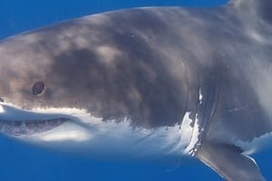 Investigan el ataque de un tiburón.