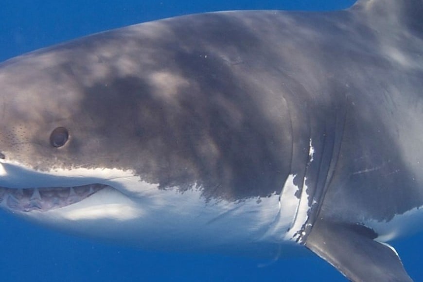 Investigan el ataque de un tiburón.