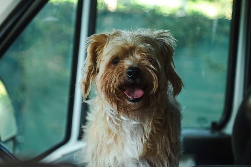 Toto de América. Diego Gentinetta.