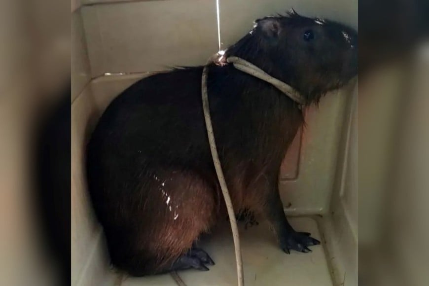 El animal fue liberado en la reserva natural del complejo termal.