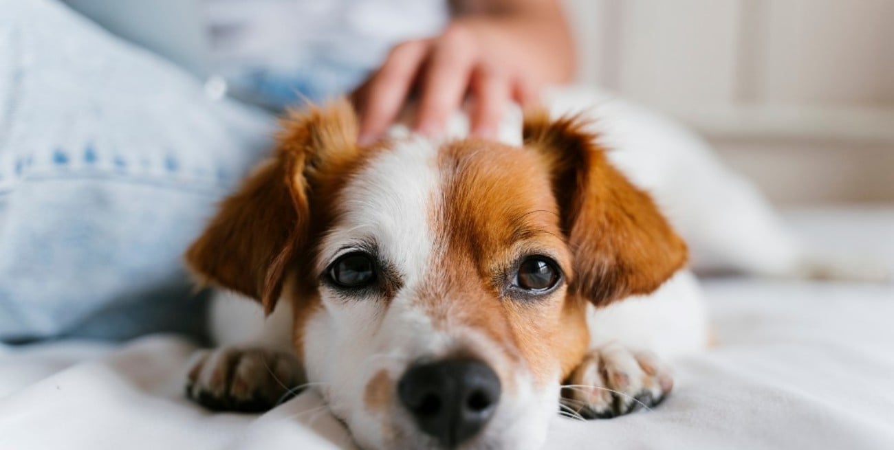 Mendoza es la primera provincia en regular el uso de cannabis medicinal en mascotas y animales