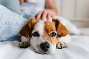 Mendoza es la primera provincia en regular el uso de cannabis medicinal en mascotas y animales.