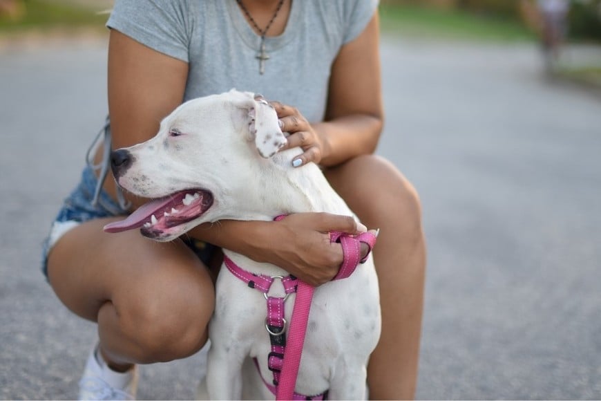 Las horas más calurosas del día requieren cuidados especiales para los animales.