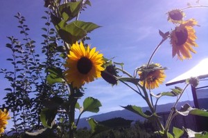 "Estuve a punto de perderme en el silencio, y ahora ando con el corazón blando soñando campos de girasoles enamorados de la luz".