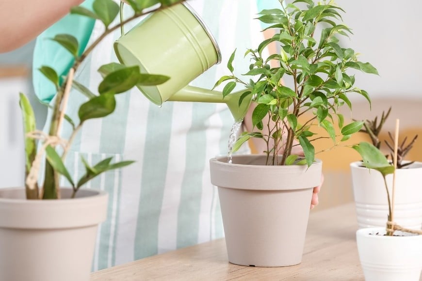 El agua a temperatura ambiente favorece una absorción más equilibrada.