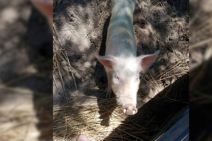 Operativo policial en un complejo de cabañas en Colastiné Norte. Foto Gentileza