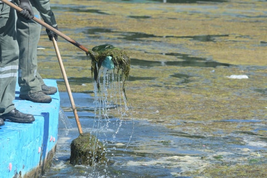 Crédito: Guillermo Di Salvatore.