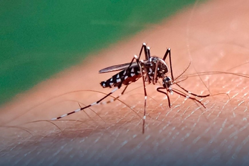 La fiebre amarilla es transmitida por la picadura de mosquitos infectados, principalmente del género Aedes Aegypti. Foto: El Litoral
