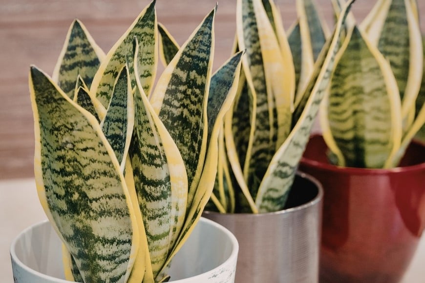 La falta de luz y ventilación puede debilitar el desarrollo de la planta.