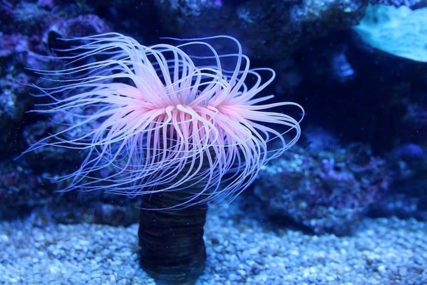 Medusas y anémonas marinas, dos organismos tan antiguos como enigmáticos, podrían estar contando una historia inesperada: la del origen del sueño.