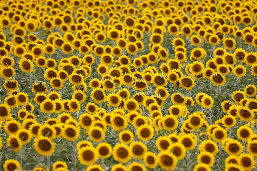 Sunflowers grow on a field near Frauenkirchen, Austria, July 12, 2023. REUTERS/Leonhard Foeger     TPX IMAGES OF THE DAY