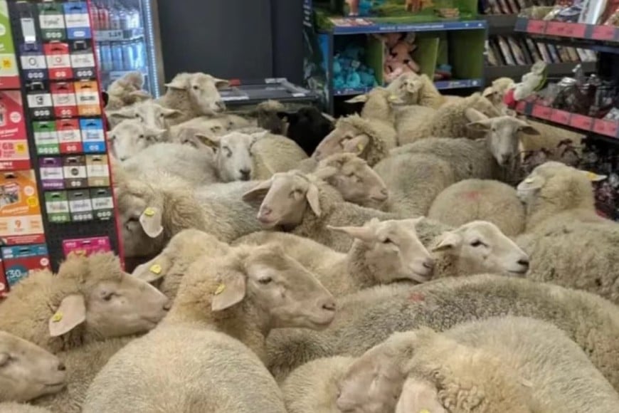 Las ovejas se habían separado de un rebaño de 500 animales que era trasladado por la zona.