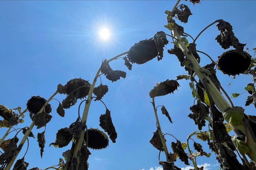 Dried sunflowers are seen on a farm, amid Argentina's worst drought in sixty years, in Tostado, northern Santa Fe Argentina February 8, 2023. REUTERS/Miguel Lo Bianco