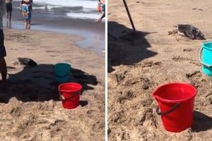 La presencia de un pingüino en la playa de Mar del Plata generó una reacción inesperada.