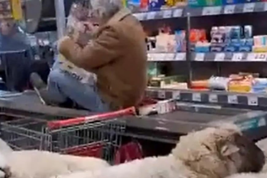 Las ovejas permanecieron dentro del supermercado durante unos 20 minutos.