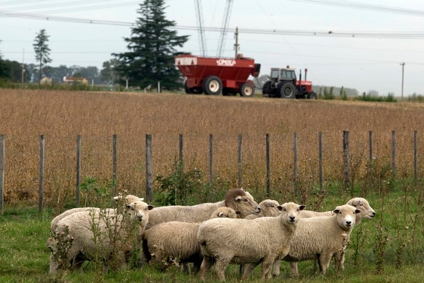 Sheep graze next to a soybean field in Argentina's town of Estacion Islas April 3, 2010. Argentina will formally complain on Monday to China over Beijing's plans to block soy oil imports from the South American country, the foreign ministry said early on Saturday. Foreign Minister Jorge Taiana has called Chinese Ambassador Zeng Gang for a meeting where he will express that the Argentine government is "upset and worried" about Chinese measures against its soy oil, the foreign ministry press office said. Argentina exported 1.84 million tonnes of soy oil worth $1.4 billion to China in 2009. Soy bean and soy derivative exports are a pillar of Argentina's economy and the government could lose some $600 million in tax revenue this year if soy oil exports to China are suspended, according to private estimates. REUTERS/Enrique Marcarian (ARGENTINA - Tags: AGRICULTURE BUSINESS POLITICS ANIMALS ENVIRONMENT) estacion islas  ovejas y plantacion de soja en estacion islas campos cultivos plantaciones ganado ovino