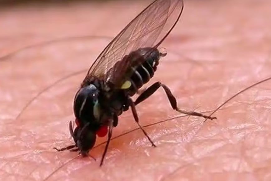 En lugar de picar la piel para succionar sangre, muerde cortando la superficie cutánea