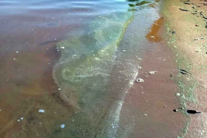 Cianobacterias en el río Uruguay: un problema ambiental que ya no es solo estacional