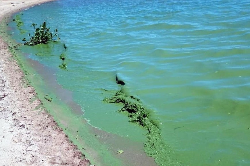 Cianobacterias en el río Uruguay: un problema ambiental que ya no es solo estacional