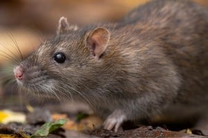 Las autoridades sanitarias de Mar del Plata confirmaron este miércoles el primer fallecimiento por hantavirus