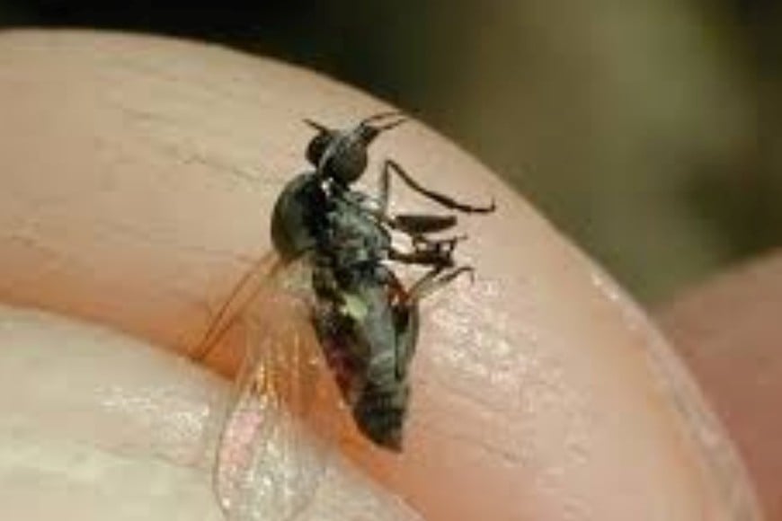 Puede provocar dolor, inflamación y picazón que persisten varios días.