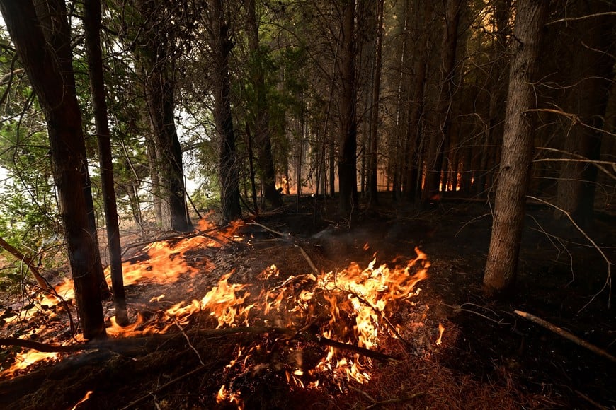 Trees burn during a wildfire in Lago Epuyen, in the Patagonian province of Chubut, Argentina January 7, 2026. REUTERS/Maxi Jonas