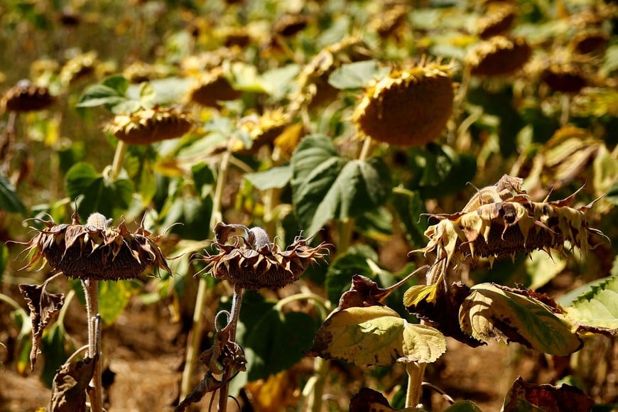 A sunflower field is seen near Saint-Vrain as a historical drought hits France, August 8, 2022. REUTERS/Sarah Meyssonnier