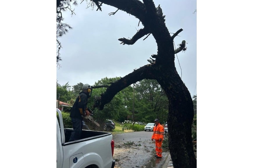 Cortes de energía eléctrica, caída de árboles, voladuras de techos