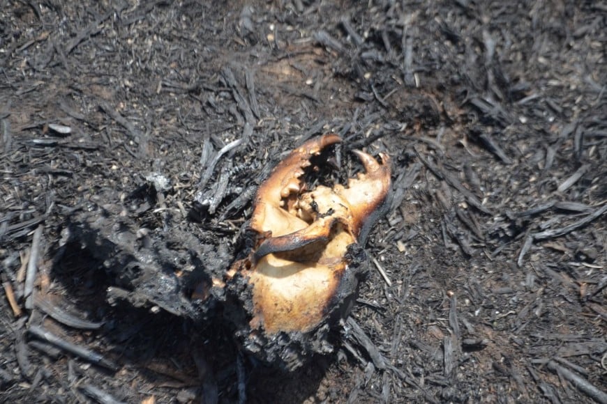 Los sedimentos de humedales incendiados liberan sales y compuestos nocivos cuando ingresa el agua, afectando a anfibios y otros organismos acuáticos.