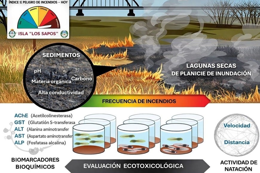 Investigación Conicet-UNL.